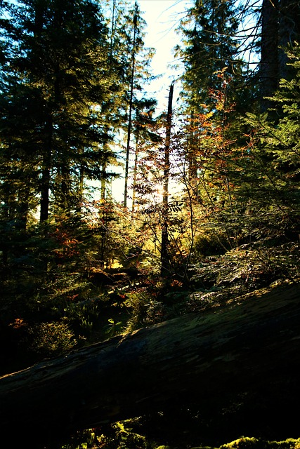 Free Wood Sunrise photo and picture
