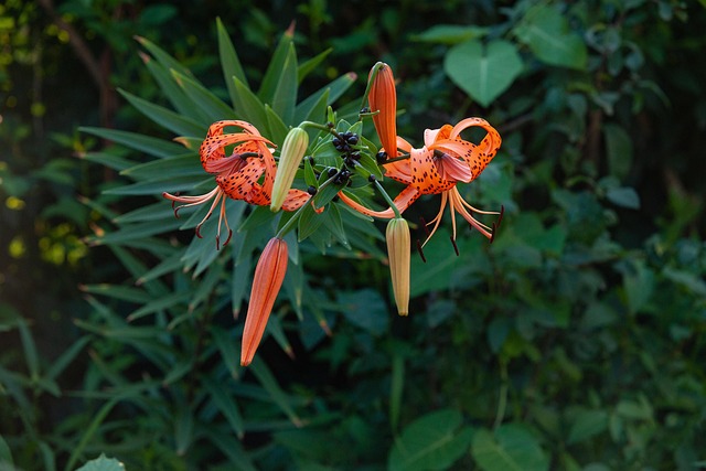 Free Wildflower Flower photo and picture