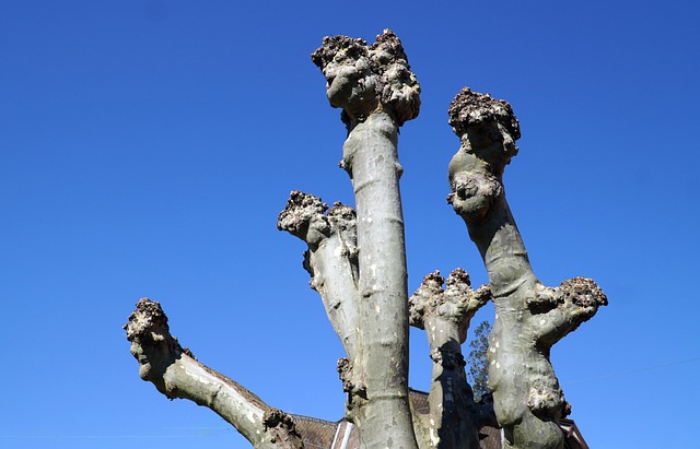 Free Tree Sycamore photo and picture