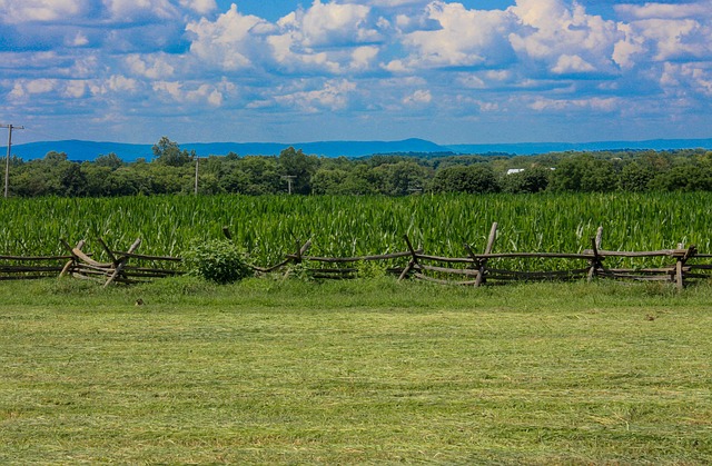 Free The Cornfield Antietam photo and picture