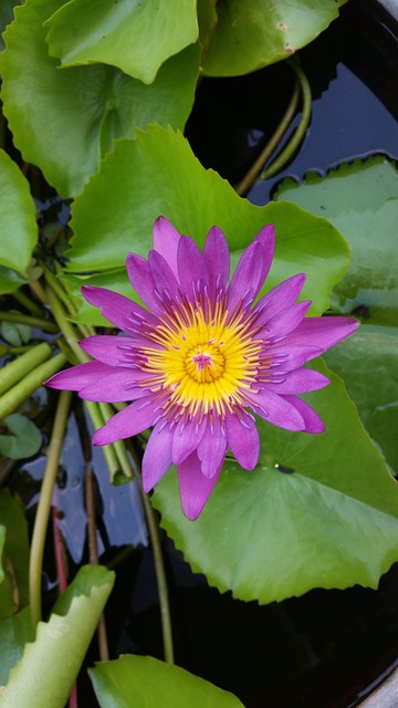 Lotus, ดอกบัว, ดอกบัวสีชมพู, ดอกบัวไทย
