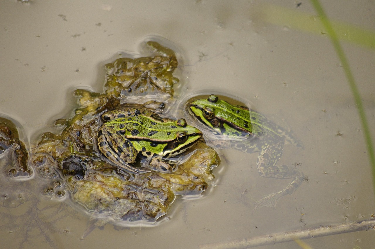 Frog - free online jigsaw puzzle photo