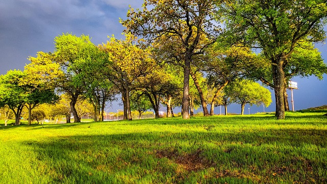 spring colors, spring rain, rain, spring, nature, color, plant, wet, colorful, natural, vibrant, weather, green, leaf