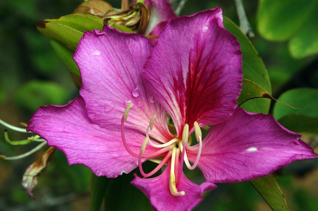 Free Nature Dew photo and picture