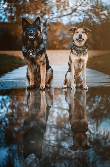 Hund, Reflexion, Natur, Tier, Das Wasser