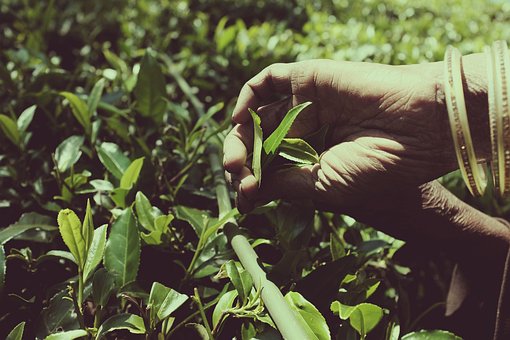 Free Tea Hands photo and picture