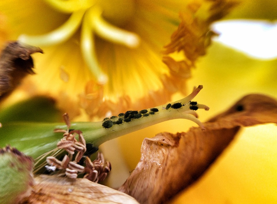Yellow Ants Crawl - Free photo on Pixabay - Pixabay