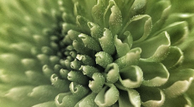Free Plant Flower photo and picture