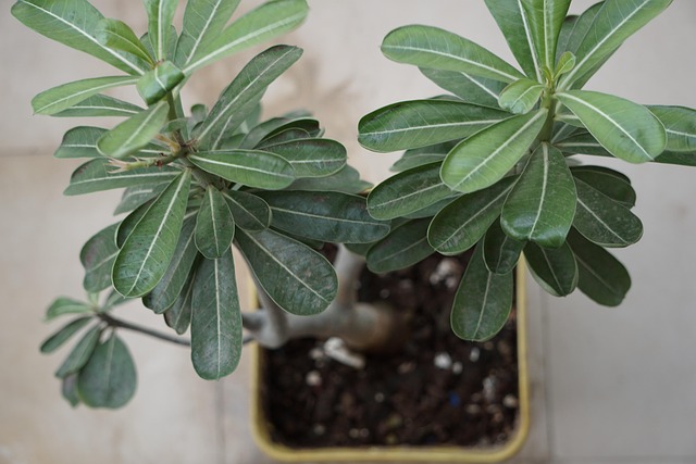 Free Plant Macro photo and picture