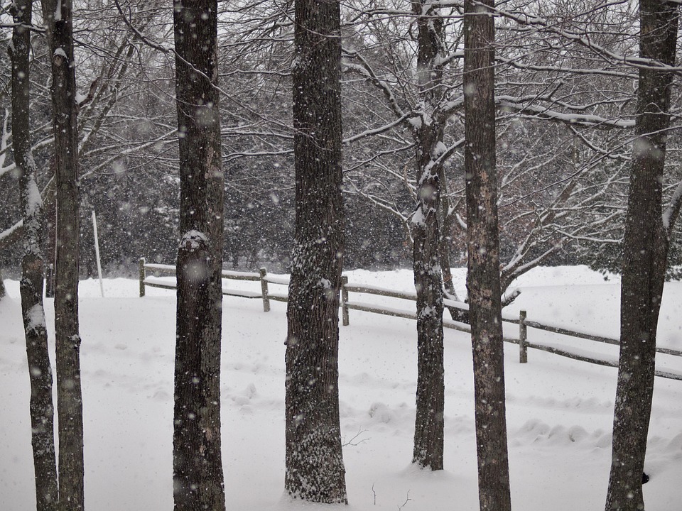 雪 冬 木 - Pixabayの無料写真 - Pixabay