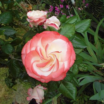 Rose, Garten, Sommer, Blüte, Duft, Natur