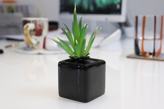 succulent, black pot, desk decor, nature, minimalist plant, office greenery, modern workspace, home office, desk setup, desktop inspiration, faux plant, creative workspace, contemporary design, plant in pot, small plant, ceramic pot, stylish decor, clean desk, productivity space, interior plant, green office, eco vibe, tabletop decor, indoor plant, workspace detail, plant