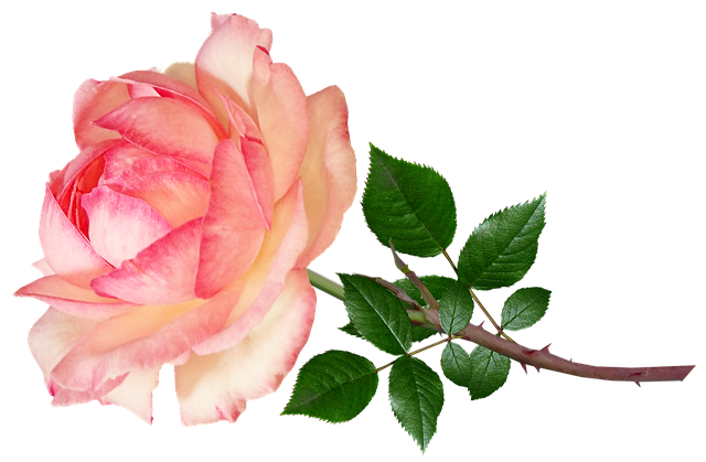 Free flower pink ruffled illustration