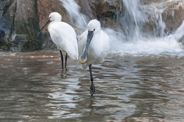 Wasser, Vogel, Natur, Tier, Feder
