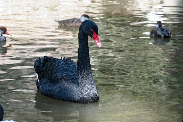 Schwarzer Schwan, Seewasser, Schwan