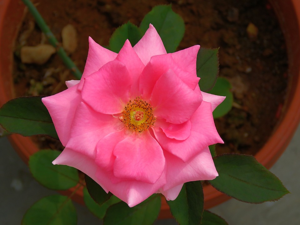 Rose Lotus - Free photo on Pixabay - Pixabay
