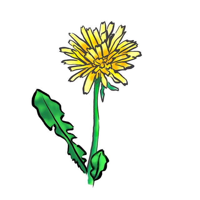 Løvetann, Blomst, Gul, Gress