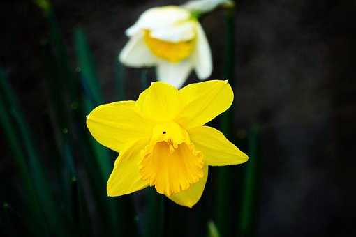 Free Plant Beautiful Flowers photo and picture