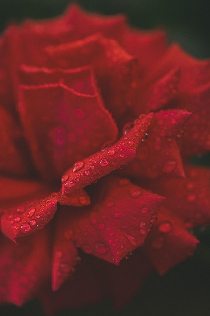 Free Flower Flowers photo and picture