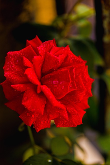 Free Flower Dewdrops photo and picture