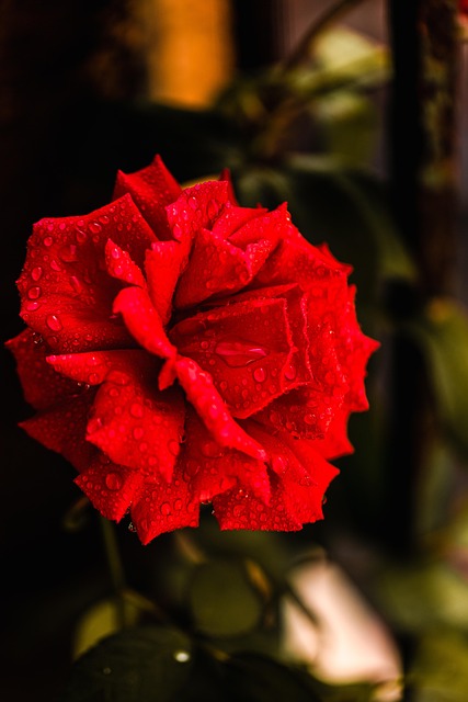 Free Flower Flower Wallpaper photo and picture