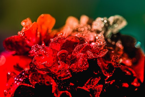 Free Flower Flowers photo and picture