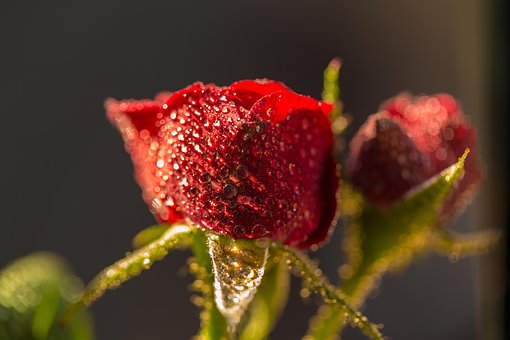Free Flowers Flower photo and picture