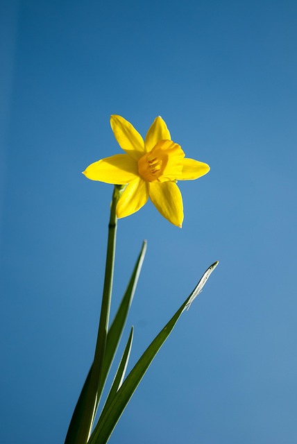Påskelilje, Blomst Baggrund, Blomst