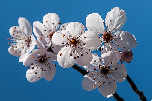 Blomstre, Træ, Forår, Bloom, Blomster