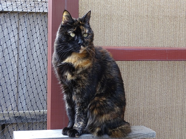 Free Cat Feline photo and picture