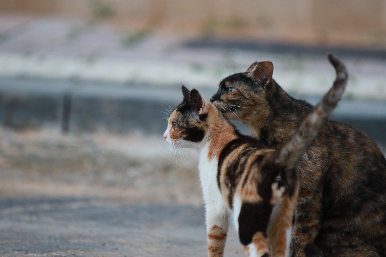 猫 小猫 母亲 - Pixabay上的免费照片 - Pixabay