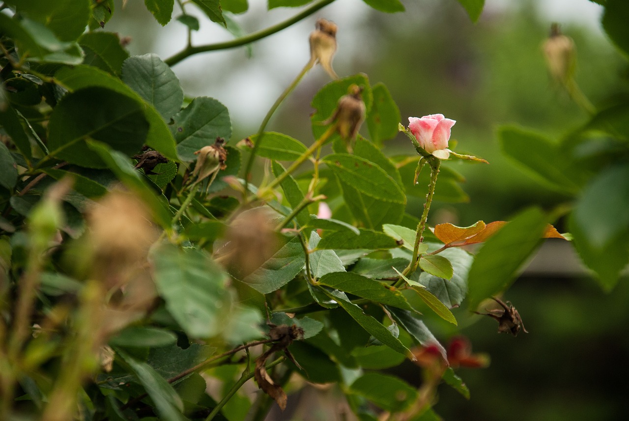 Rosa Verde Plantar - Foto gratuita no Pixabay - Pixabay