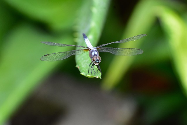 Libelle, Natur, Insekt, Flügel, Insekten