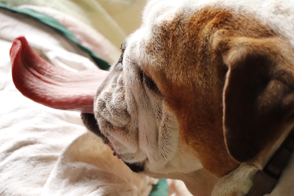Bulldogs, Animaux De Compagnie, Chien, Mignon