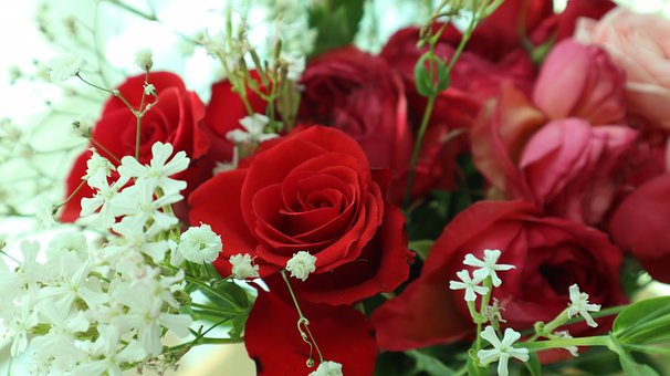 Free Red Rose Flower photo and picture