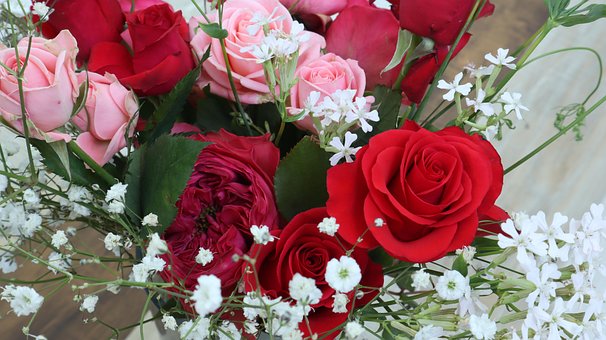 Free Red Rose photo and picture