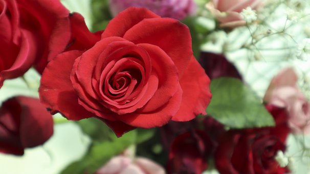 Free Red Flower Wallpaper photo and picture