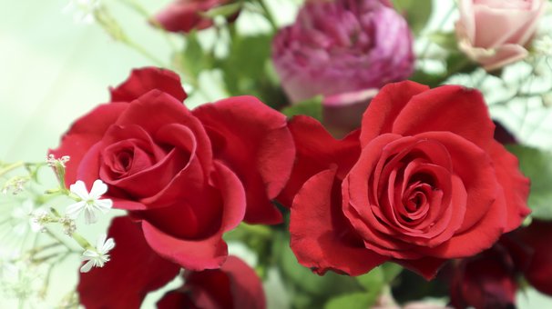 Free Red Flower Wallpaper photo and picture