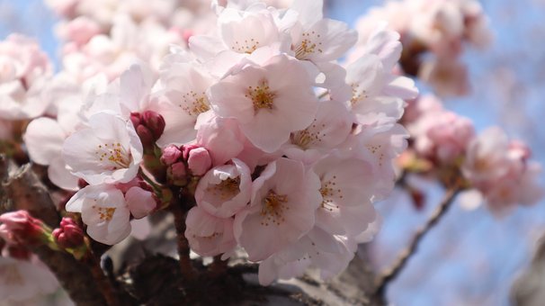 Free Cherry Blossoms Pink photo and picture