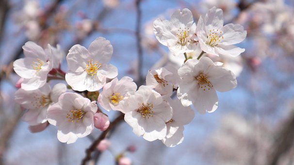Free Cherry Blossoms Pink photo and picture