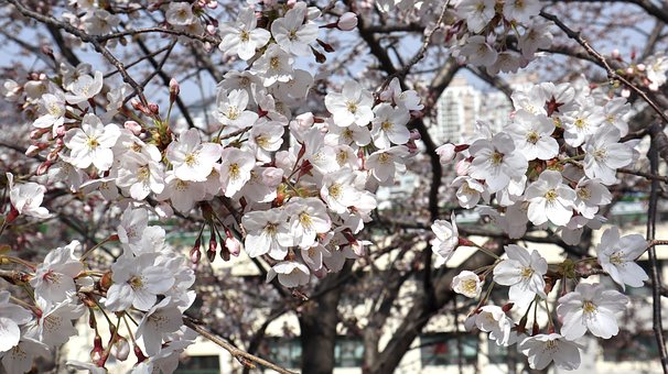 Free Cherry Blossoms Nature photo and picture