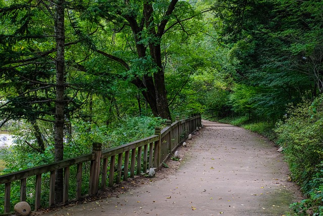Free Forest Green photo and picture