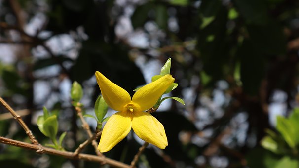 Free Forsythia Pink photo and picture