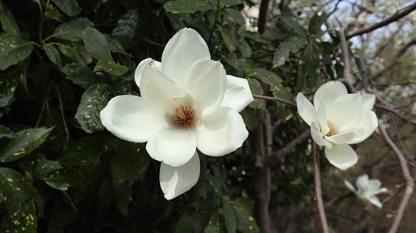 Free Magnolia Beautiful Flowers photo and picture