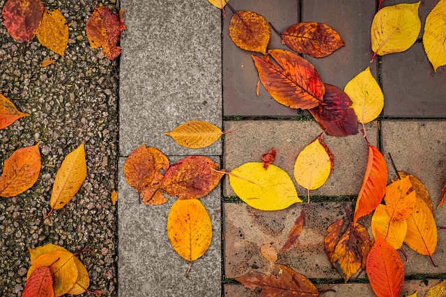 Free Leaves Leaf photo and picture