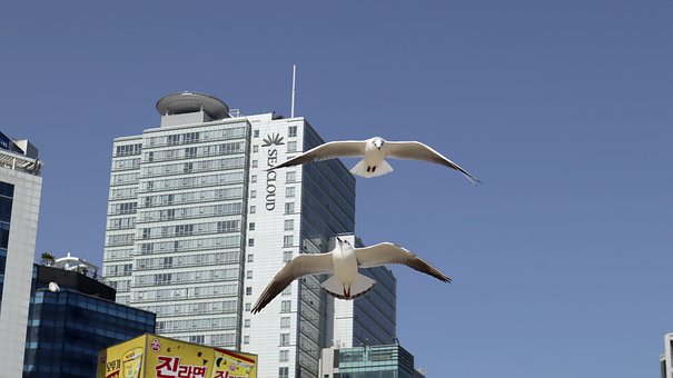 Free Seagulls Birds photo and picture