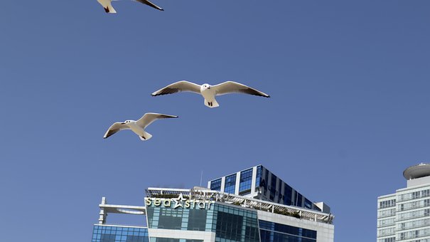 Free Seagulls Close Up photo and picture