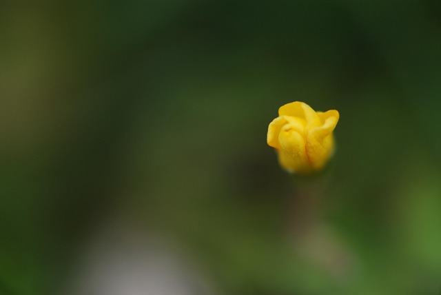 Floare, Galben, Natura, Munţi, De Mediu
