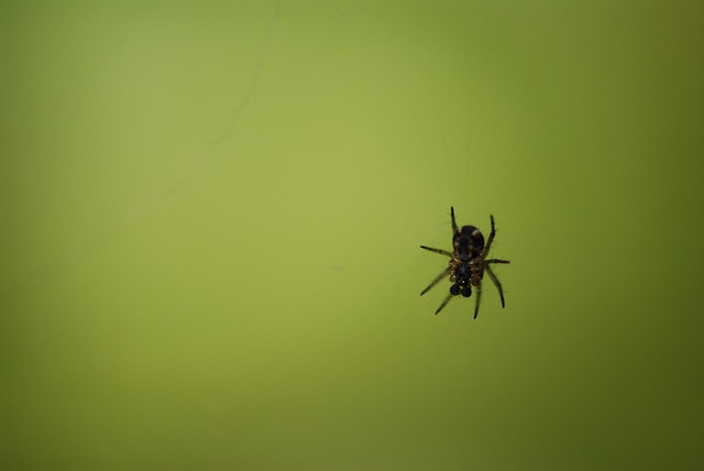 Natura, Păianjen, Verde, Gândac, Insectă