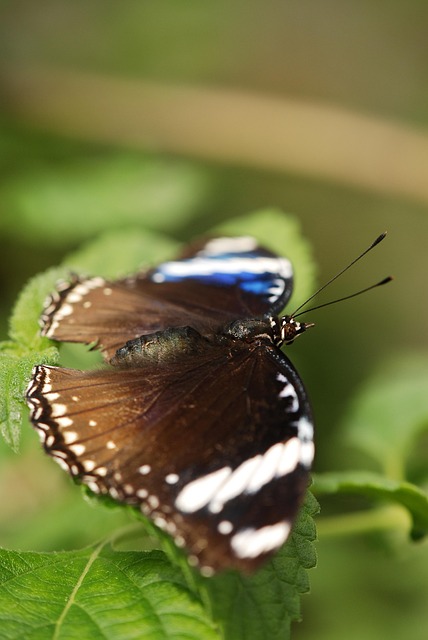 Fluture, Gândac, Insectă, Culori, Natura